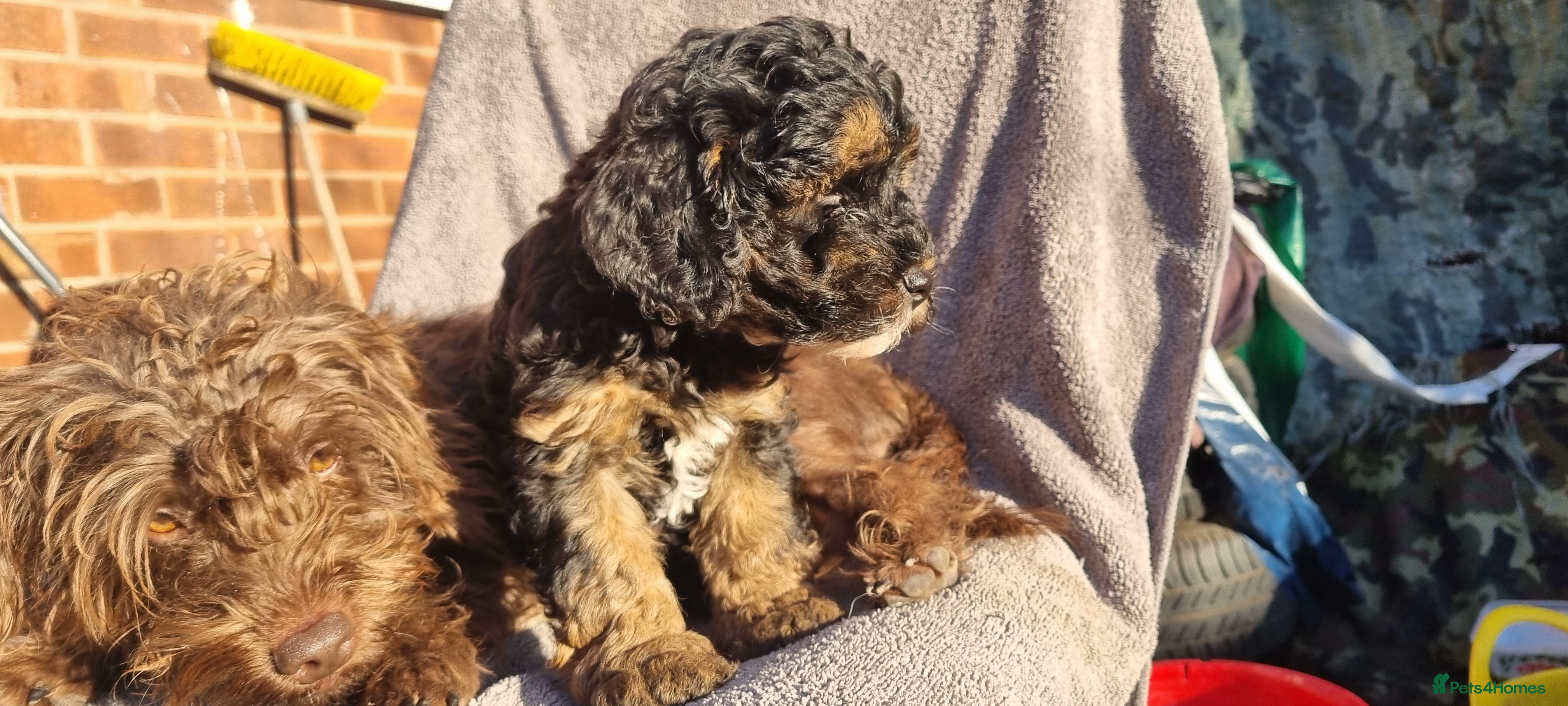 Toy Poodle dogs WESTIEPOOS/TOY POODLE X's SUPER SMOOTH SILKY nSOFT - Advert 2