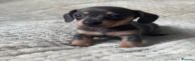 Miniature Dachshund Puppy 4