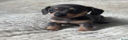 Miniature Dachshund dogs for sale: Mini dachshunds  - Advert 25