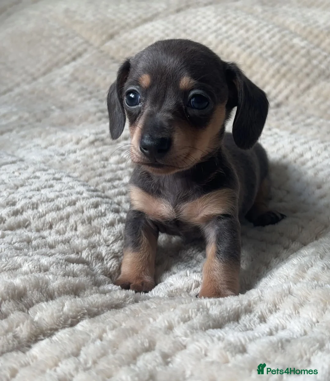 Miniature Dachshund dogs for sale: Mini dachshunds  - Advert 13