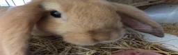 Dwarf Lop rabbits for sale: Beautiful Dwarf Lop Bunnies - Advert 4