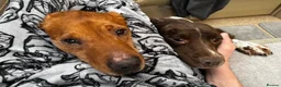 Springador dogs for sale: Springador puppies  - Advert 3