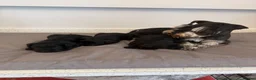 Miniature Schnauzer dogs for sale: Beauiful miniature schnauzer puppies available  - Advert 8