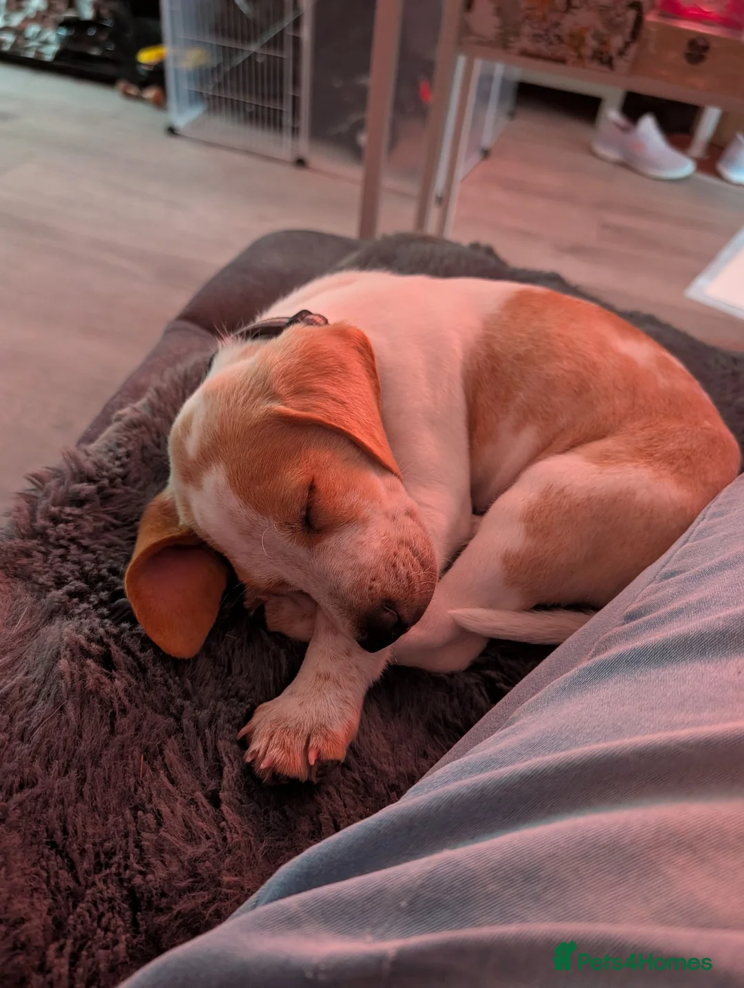 Beagle dogs for sale: Lemon & white  in Chester - Advert 1