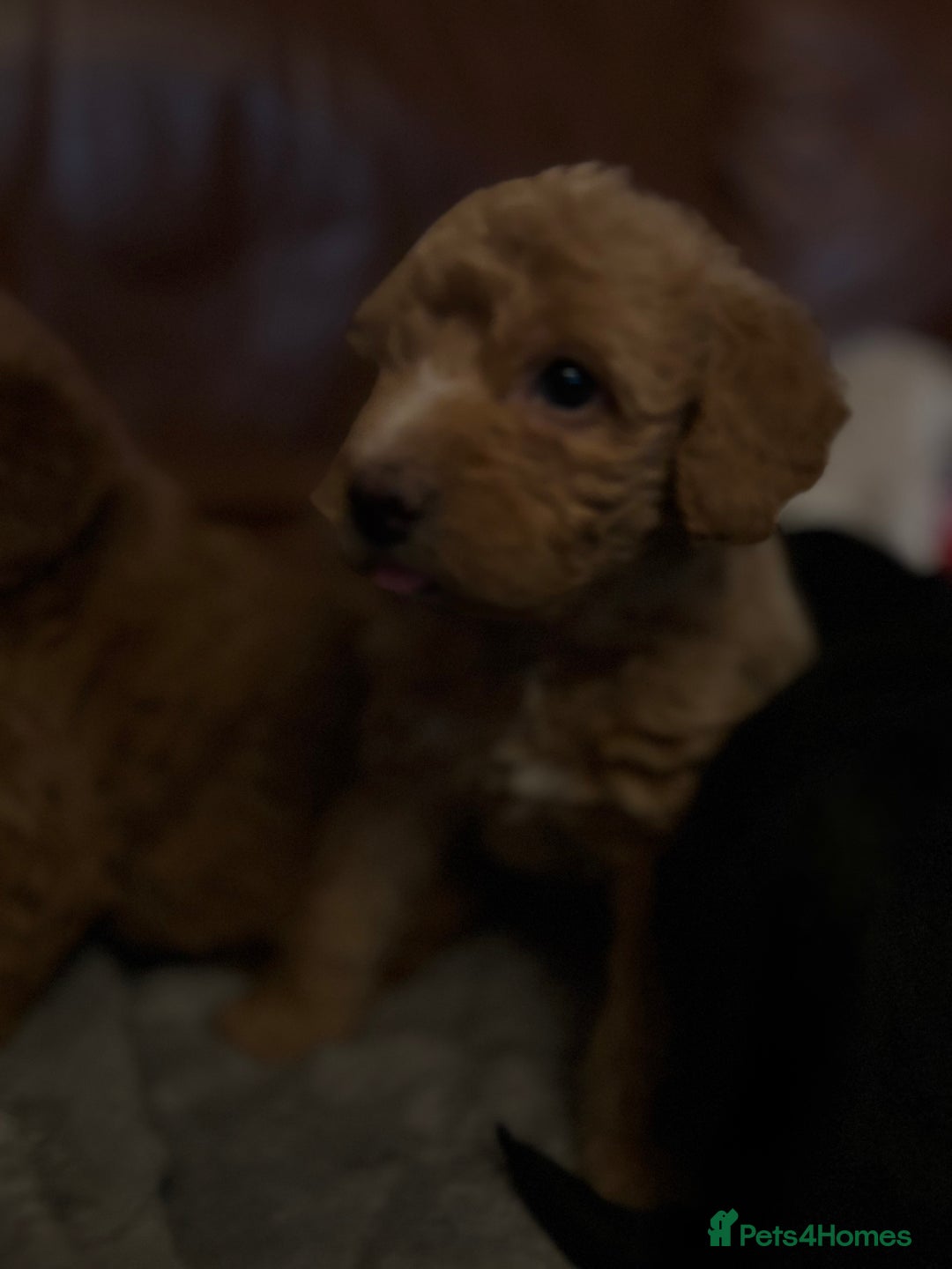 Labradoodle dogs for sale: F1b miniature labradoodles - Advert 5