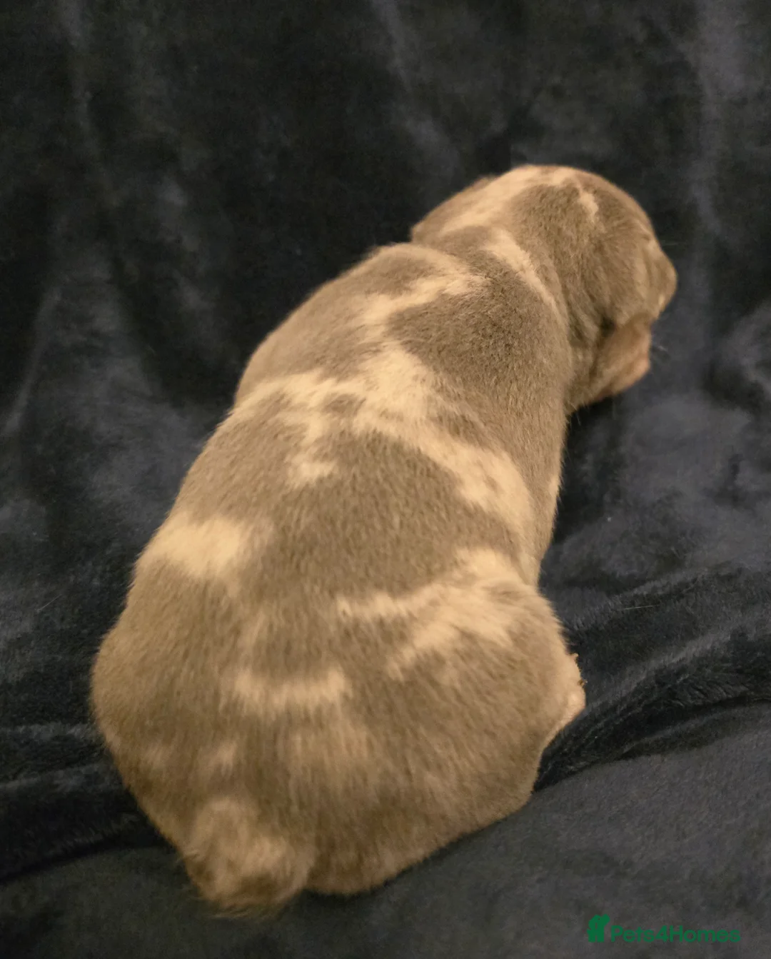 French Bulldog dogs for sale: Chunky Frenchie Puppies  - Advert 30