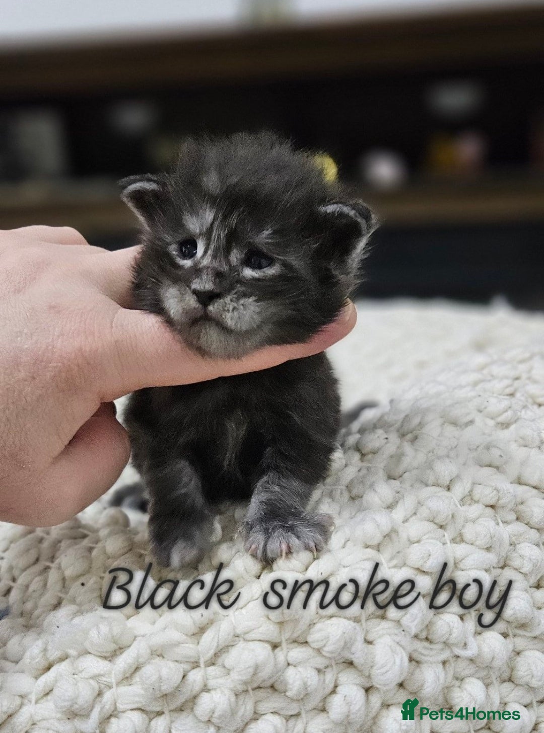 Maine Coon cats Giant Maine Coon  - Advert 2