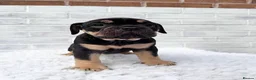 Olde English Bulldogge dogs for sale: Champion Sired Health Tested OEB puppies - Advert 13