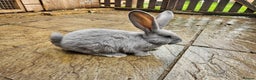 Continental Giant rabbits for sale: Pure giant continental rabbits  - Advert 2