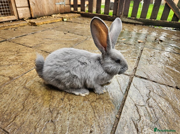 Continental Giant rabbits - Advert 1