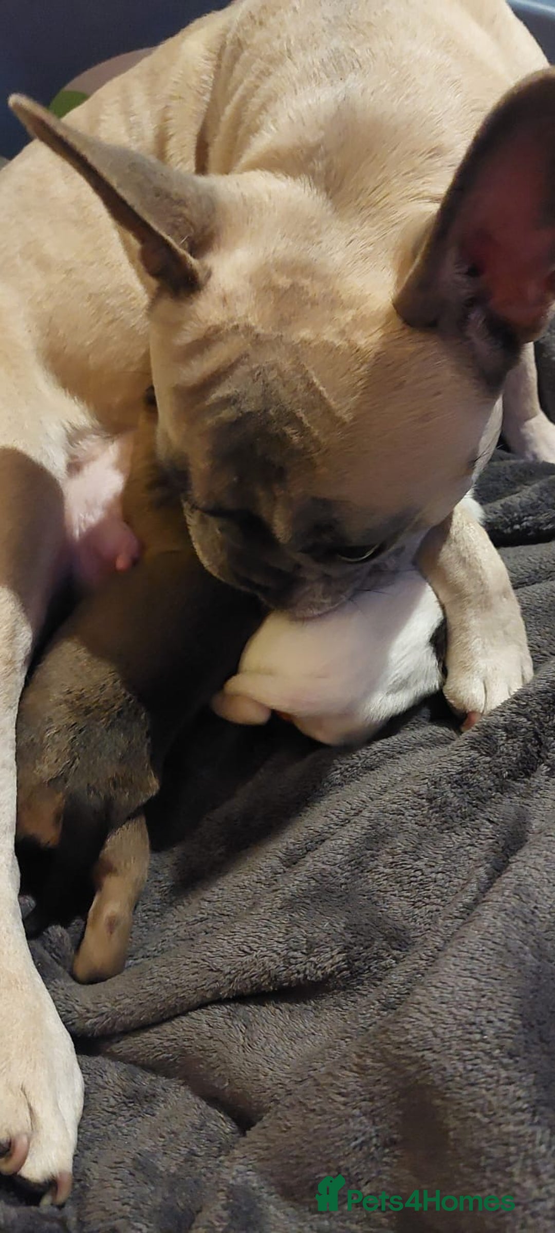 Mixed Breed dogs for sale: French bulldogs/cocker spaniel pups  - Advert 4