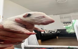 English Bull Terrier dogs for sale: Janineabullz bull terriers beautiful litter  - Image 12