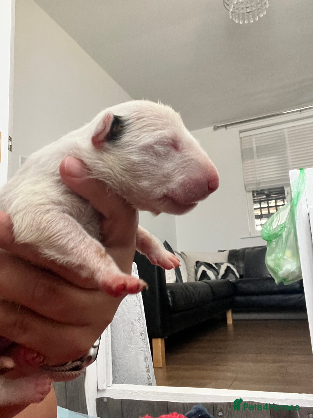 English Bull Terrier dogs for sale: Janineabullz bull terriers beautiful litter  - Image 12
