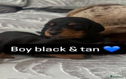 Miniature Dachshund dogs for sale: Miniature daschunds  READY TO LEAVE 29th SEPT - Image 6