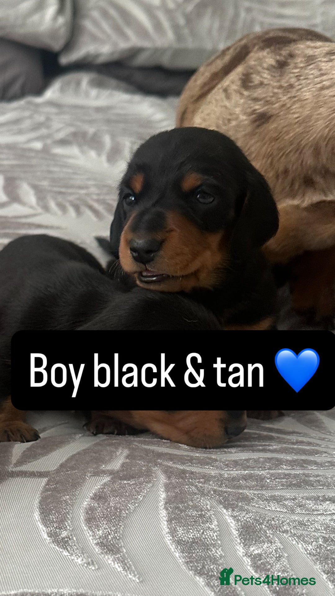 Miniature Dachshund dogs for sale: Miniature daschunds  READY TO LEAVE 29th SEPT - Image 6