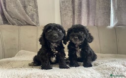 Cockapoo dogs for sale: Beautiful F1 cockapoos ready now  - Image 19