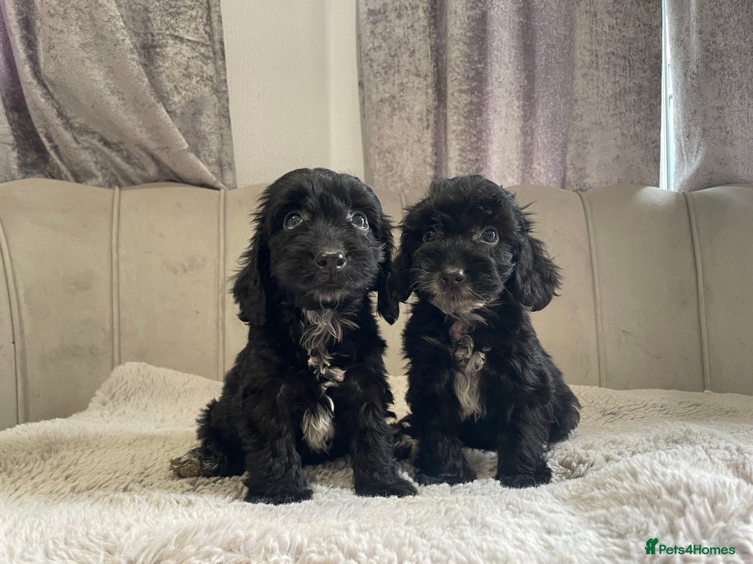 Cockapoo dogs for sale: Beautiful F1 cockapoos ready now  - Image 19