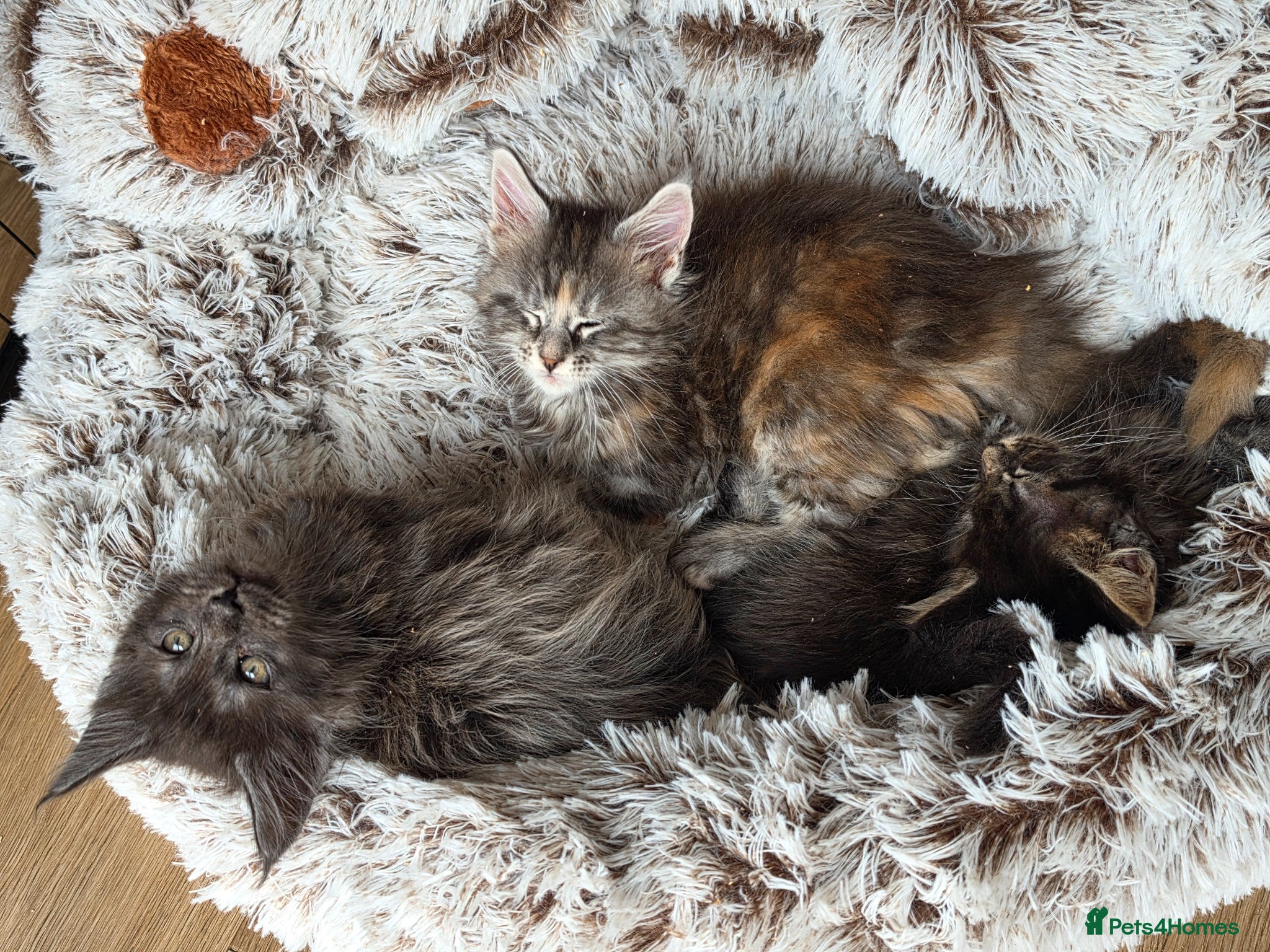 Maine Coon cats Maine coon kittens - Advert 14