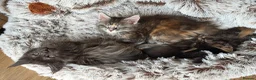 Maine Coon cats for sale: Maine coon kittens Ready Now - Advert 16