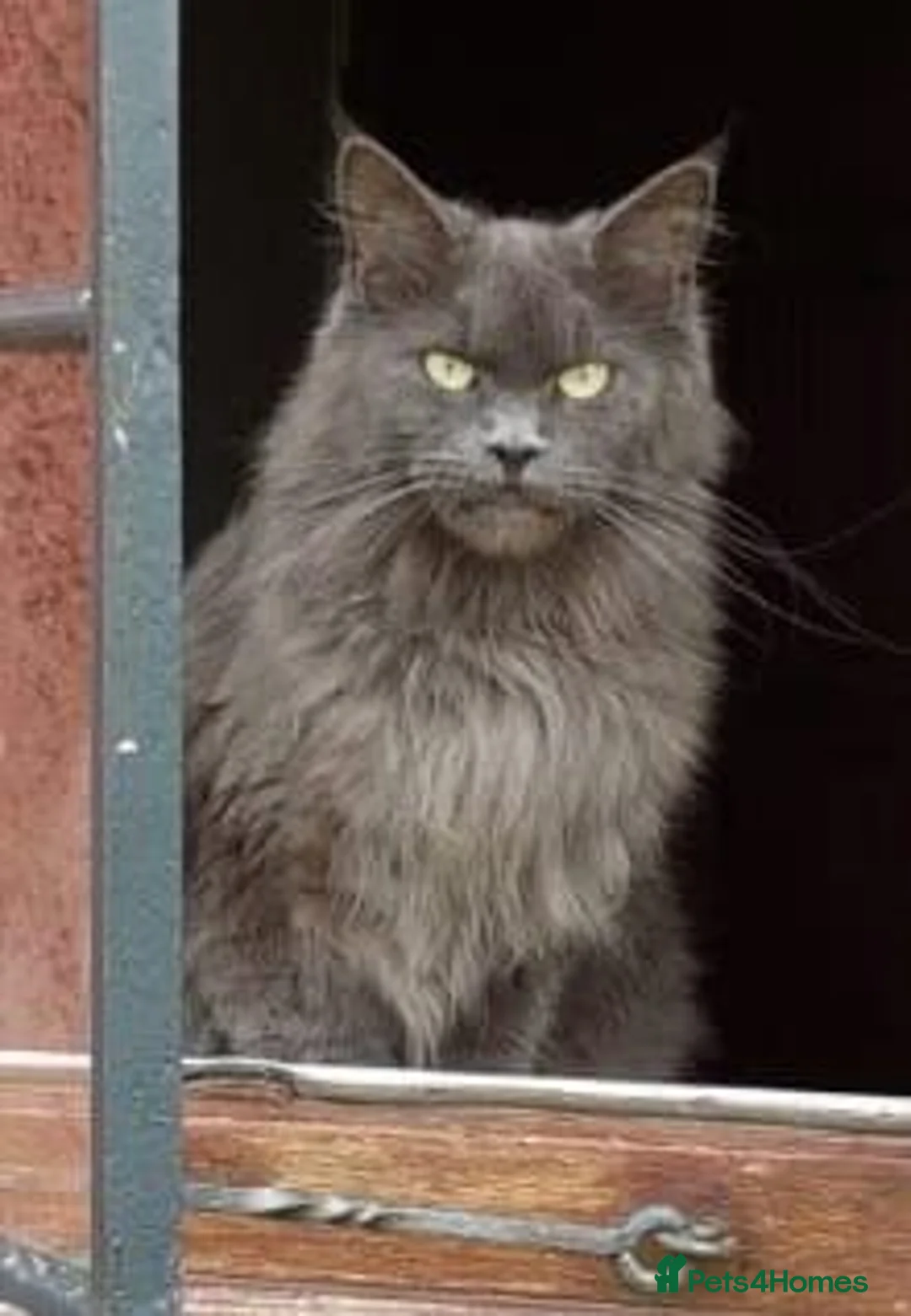 Maine Coon cats for sale: Beautiful Maine Coon Cross Female Kittens - Advert 7