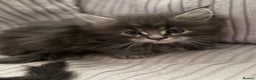 Maine Coon cats for sale: Adorable pedigree Maine coon kittens - Advert 17