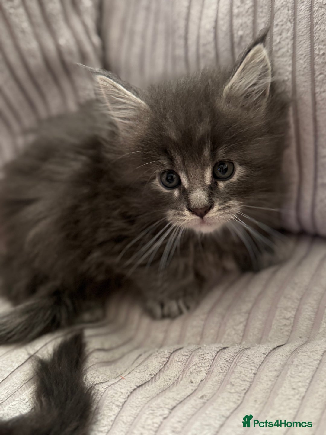 Maine Coon cats for sale: Adorable pedigree Maine coon kittens - Advert 17