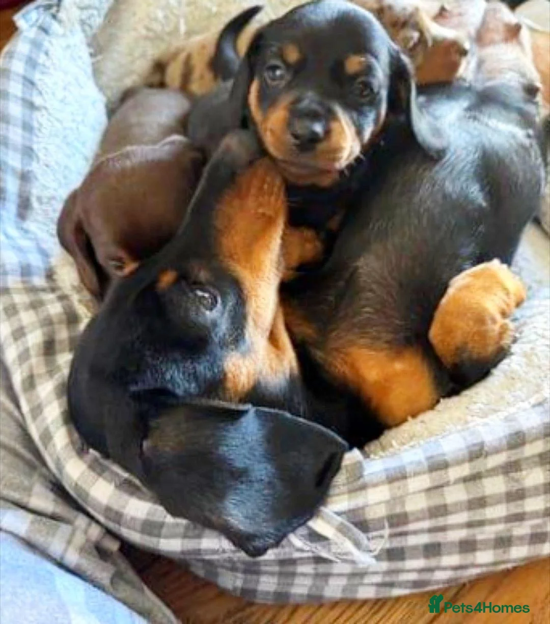 Miniature Dachshund dogs for sale: Lovely miniature dachshund puppies in Oxford - Advert 1