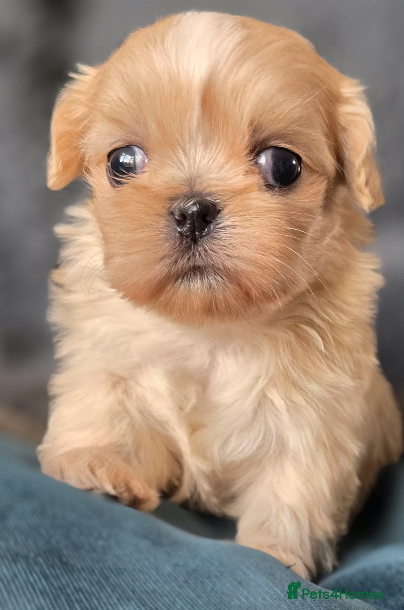 Shih Tzu dogs stunning KC Reg Imperials - Advert 1