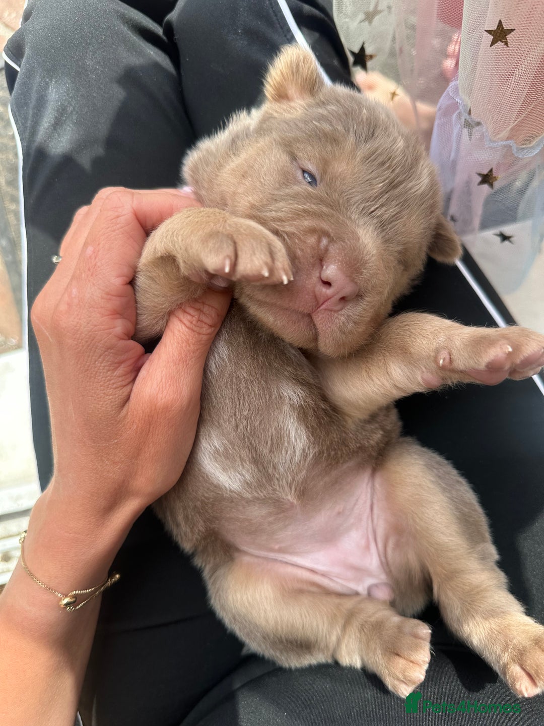 Shar Pei dogs for stud: Casanova - Tan pointed flower bear coat 🏆 - Image 9