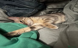 Bengal cats for sale: Gorgeous Silver bengal female cat - Image 5