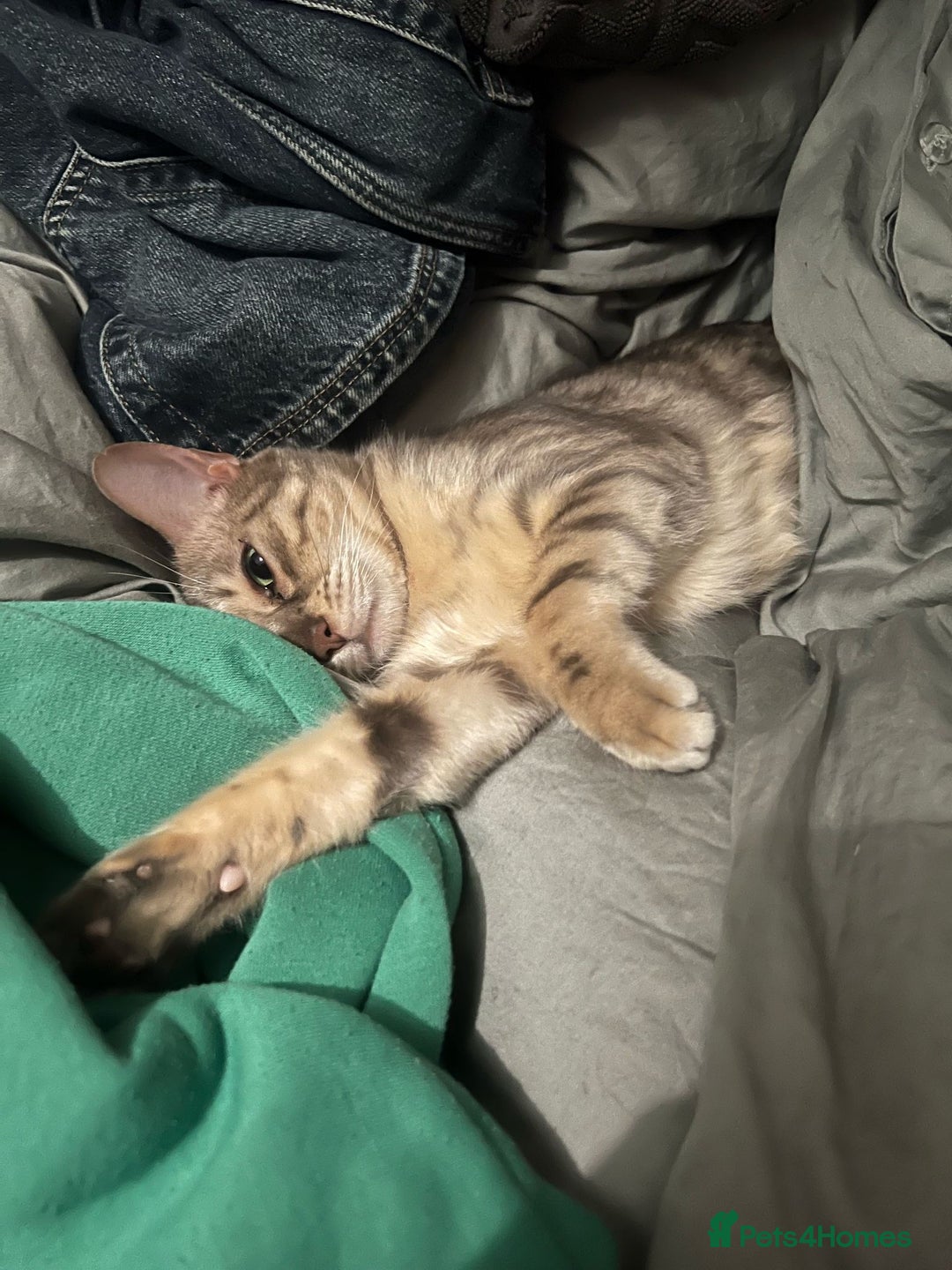 Bengal cats for sale: Gorgeous Silver bengal female cat - Image 5