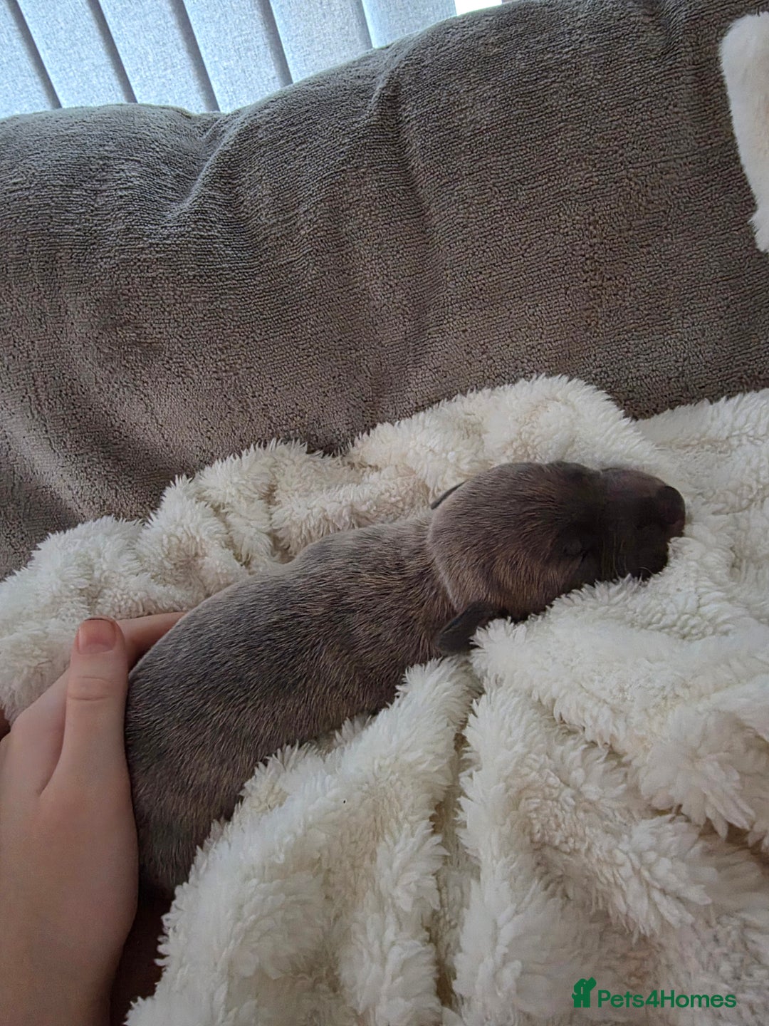 Whippet dogs for sale: Gorgeous kc registered whippet puppies  - Advert 5