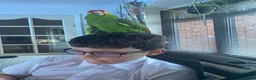 Parrots birds for sale: 2 Amazon Red Lored - Advert 3