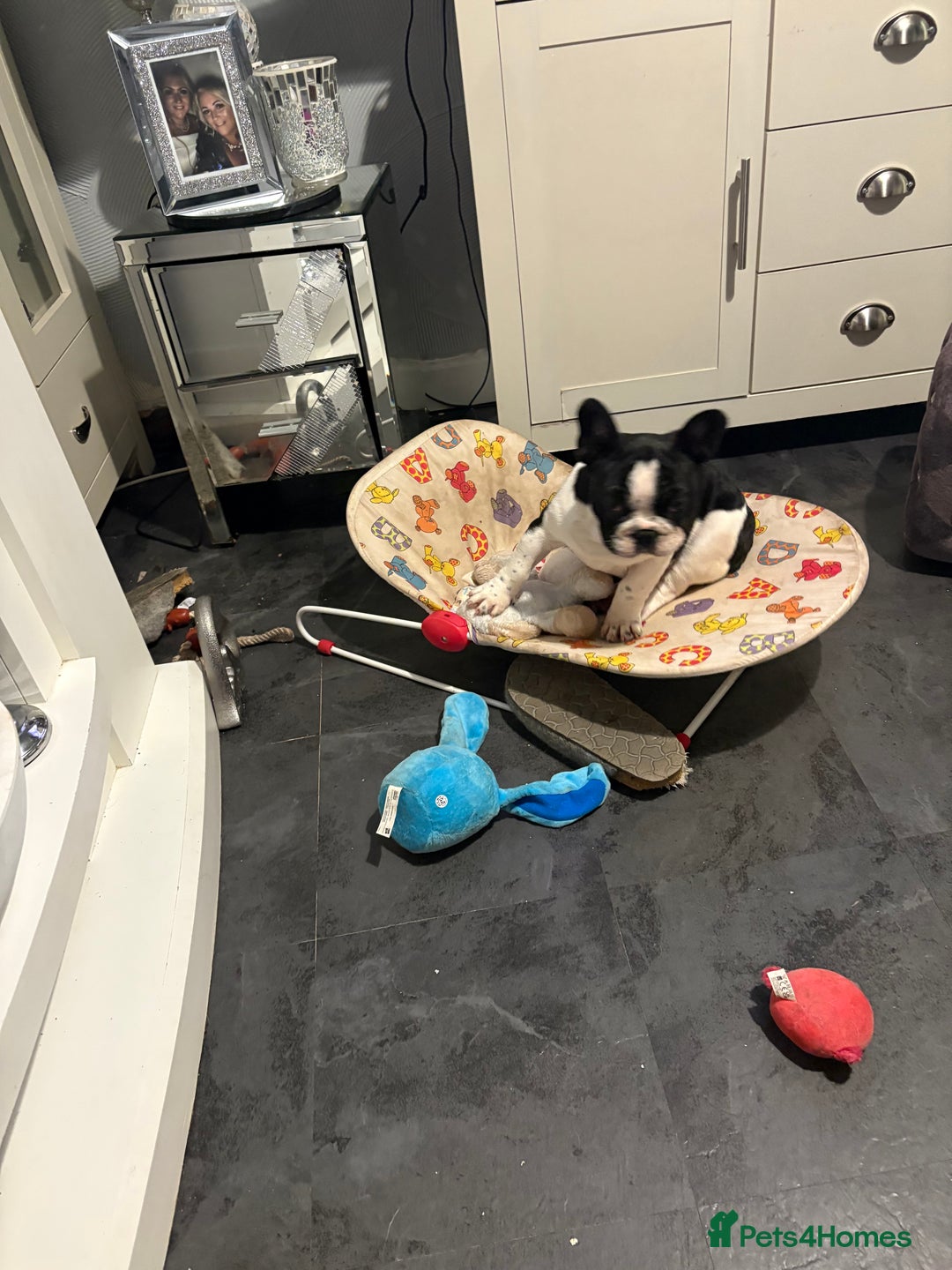 French Bulldog dogs for sale: Frenchie puppy  - Advert 10