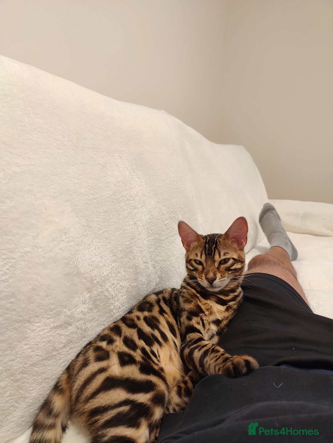 Bengal cats for sale: Bengal kittens (spayed) - Image 3