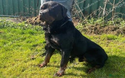Rottweiler dogs for sale: Falconsnest (IMP BEL) Rottweiler Male - Image 5