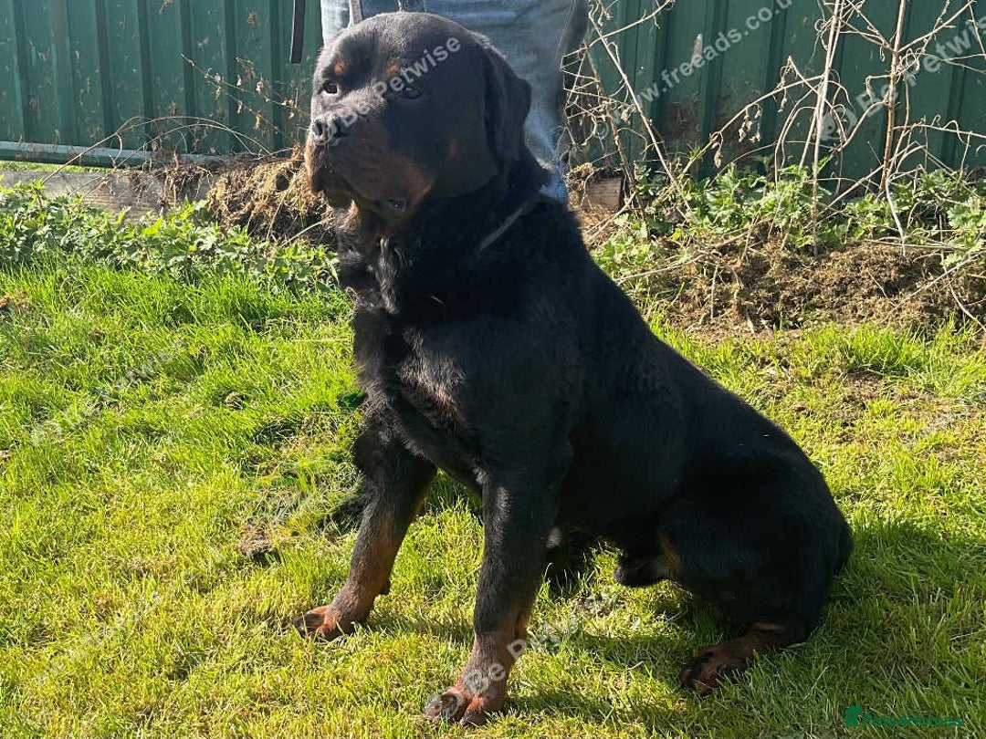Rottweiler dogs for sale: Falconsnest (IMP BEL) Rottweiler Male - Image 5