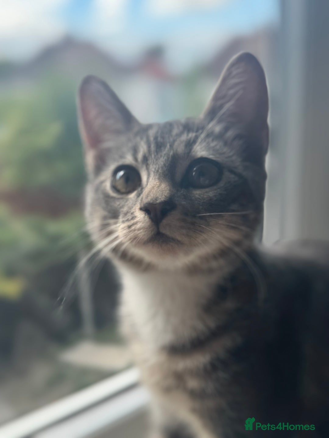 British Shorthair cats for sale: Female British Short Hair Kitten for sale - Image 6