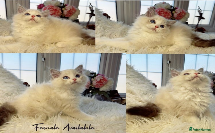 Ragdoll cats - Advert 16