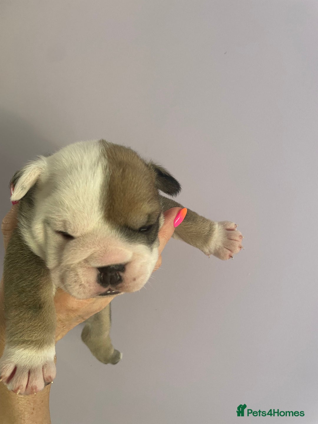 English Bulldog dogs for sale: 4 KC English Bulldog Puppies  - Image 16