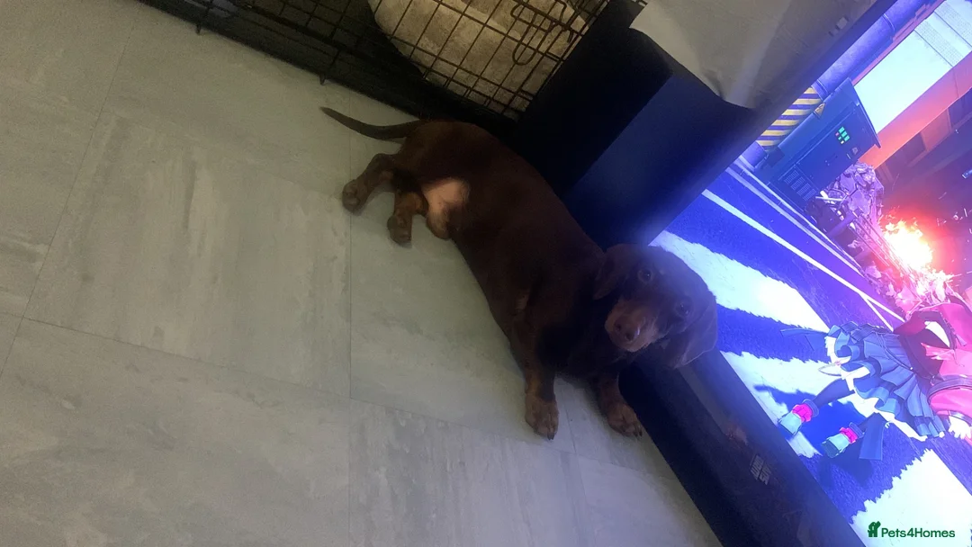 Miniature Dachshund dogs for stud: Chocolate and tanned mini dachshund boy - Advert 2