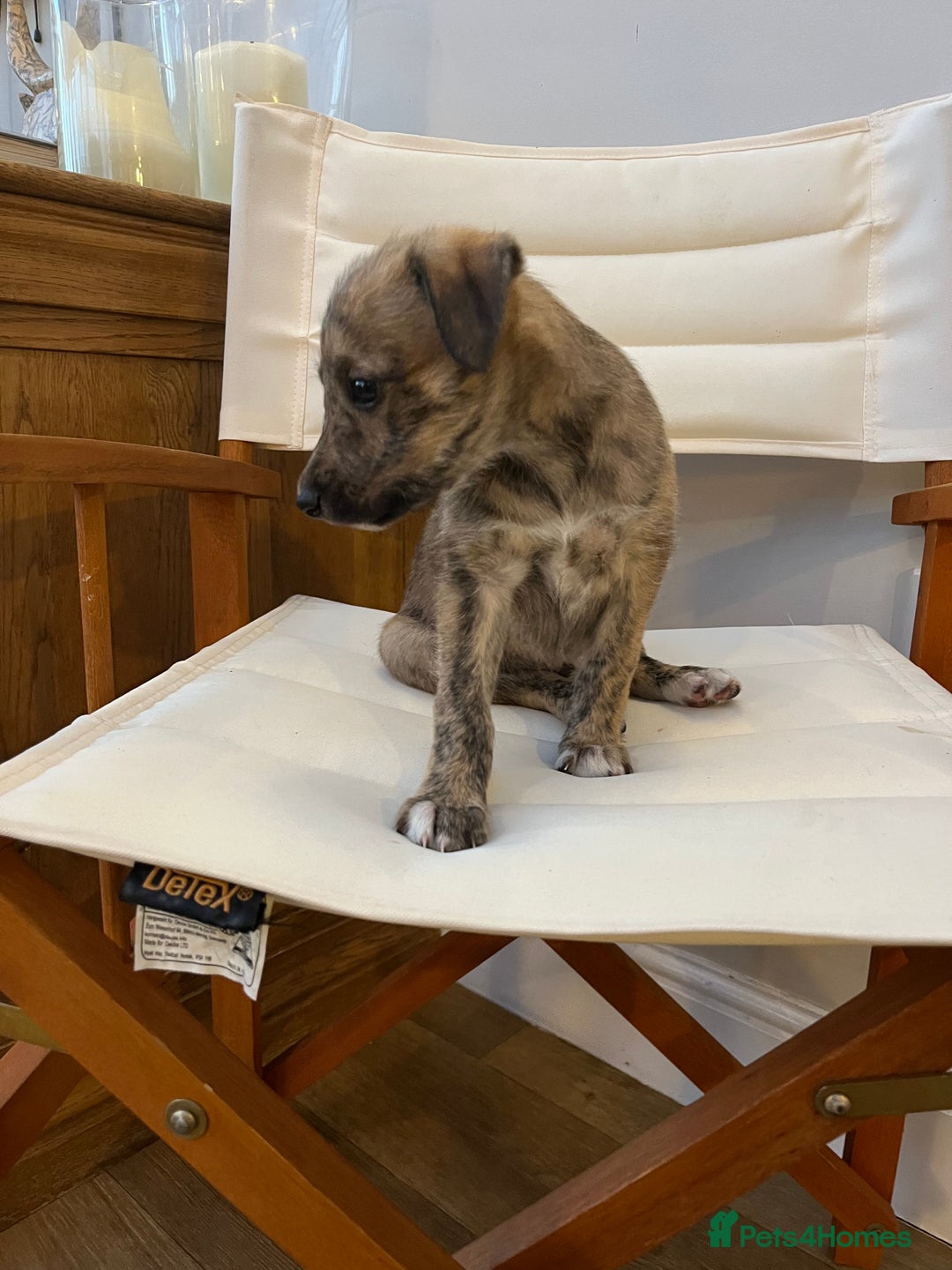 Mixed Breed dogs for sale: Beautifully Bred broken coated Lurcher Puppies - Image 4