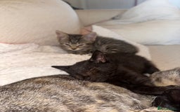 Mixed Breed cats for sale: Pretty little girls  - Image 3