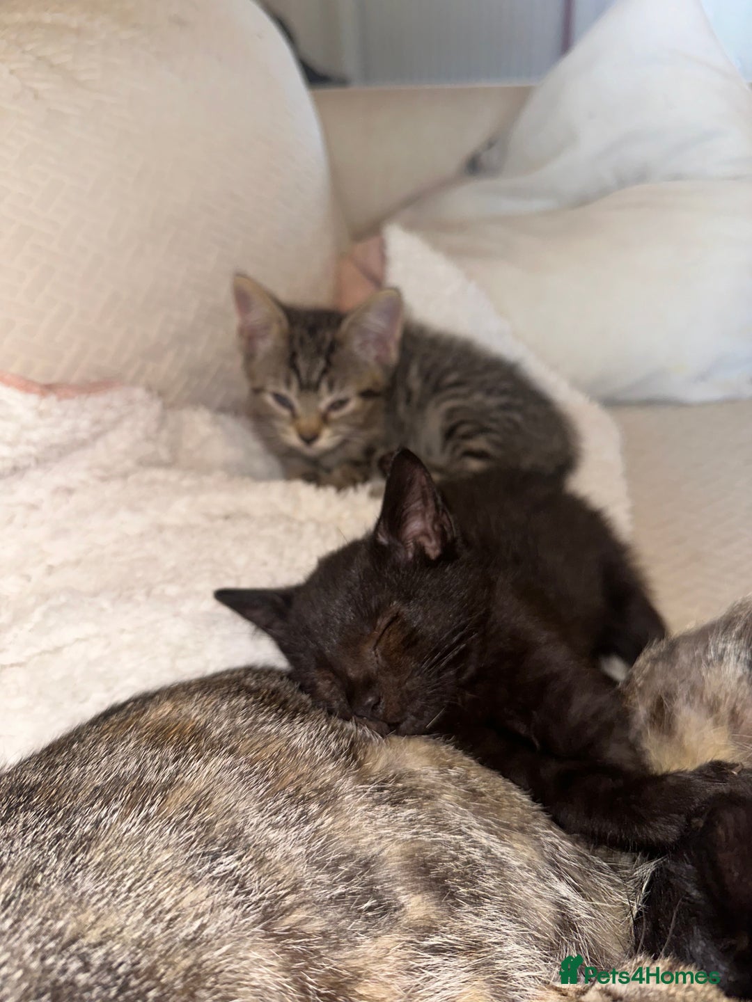 Mixed Breed cats for sale: Pretty little girls  - Image 3