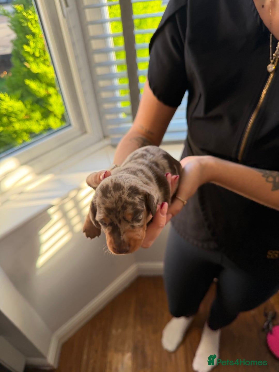 Miniature Dachshund dogs for sale: KC reg Miniature Dachshunds available 24thDecember - Advert 11