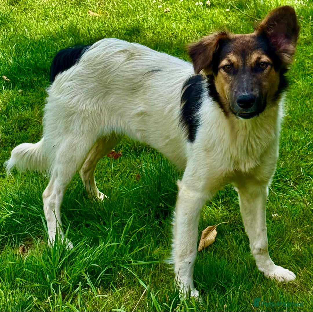 Border Collie dogs for adoption: Gwenny’s Story: One Hour From Death - Image 2