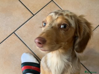 Miniature Dachshund dogs Miniature longhaired dachshund puppies - Advert 1