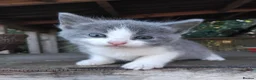 Mixed Breed cats for sale: Part British Short-hair Blue & Blue/White Kittens. - Advert 10