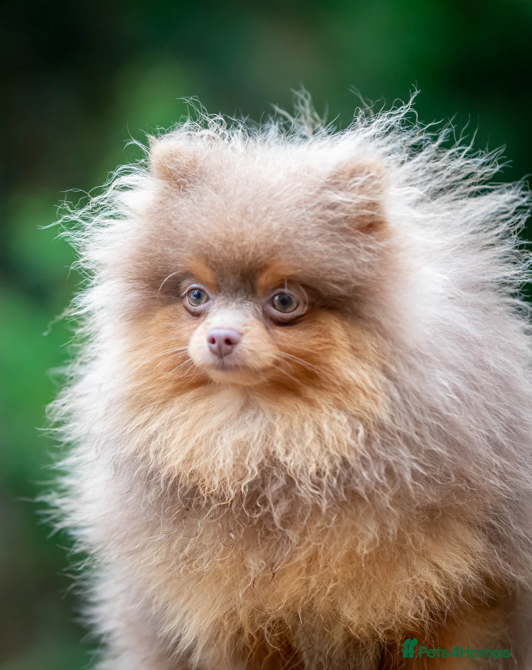 Pomeranian dogs for stud: Outstanding Tiny kc registered Lilac Tan stud  in Pontefract - Advert 5