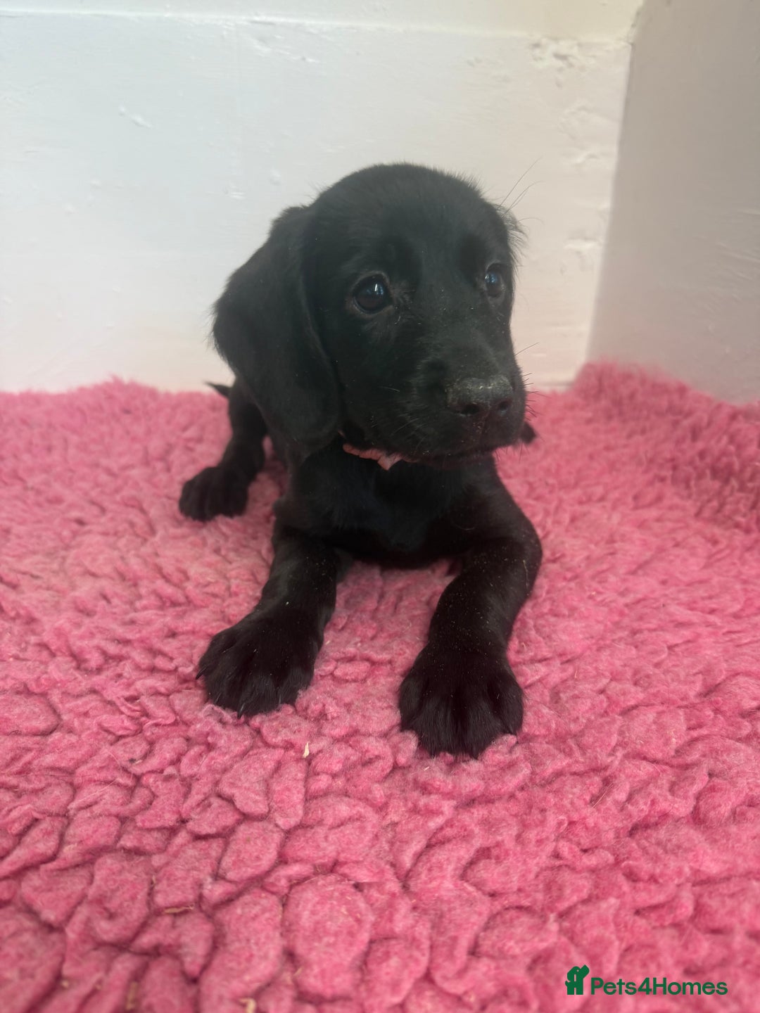 Cockerdor dogs for sale: Gorgeous Cockador Girls - Image 24
